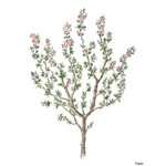 Thyme